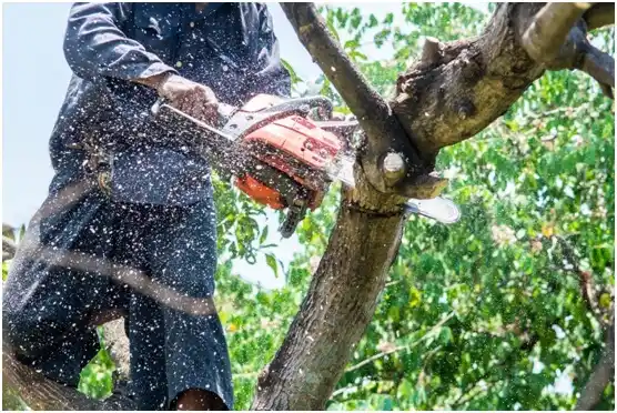 tree services Castle Shannon